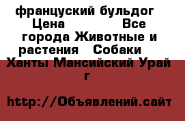 француский бульдог › Цена ­ 40 000 - Все города Животные и растения » Собаки   . Ханты-Мансийский,Урай г.